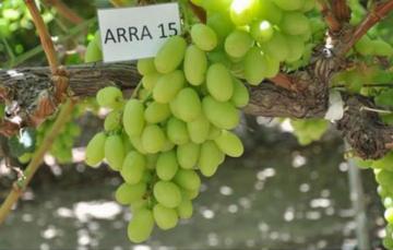 Grupo Oppenheimer exportará uvas de Perú al mercado norteamericano