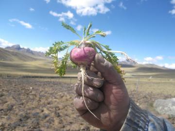 Hay oportunidades para nuevos alimentos de gran valor nutricional como la maca, kiwicha, quinua y cúrcuma a nivel internacional