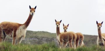 Hoy se celebra el Día Nacional de la Vicuña