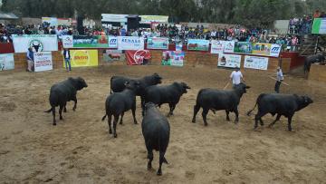 Hoy se inicia el V Congreso Internacional sobre Ganadería de Vacunos de Carne