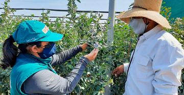 Ica proyecta exportar más de 7.416 toneladas de arándano