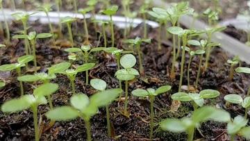 IIAP logró propagar vegetativamente el árbol de la quina en Amazonas