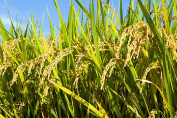 Importación peruana de arroz llegó a US$ 56 millones durante el primer semestre de 2022