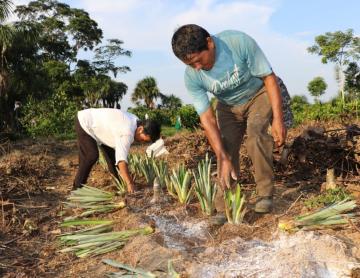 Impulsan cultivo de piña en diversos distritos de Cusco, Puno y Madre de Dios en beneficio de 88 familias productoras