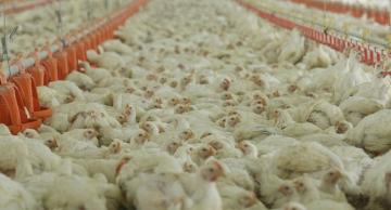 Industria avícola adelanta su apuesta exportadora con cerdo y pollo al Asia