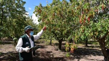 INIA evalúa calidad genética de la guinda