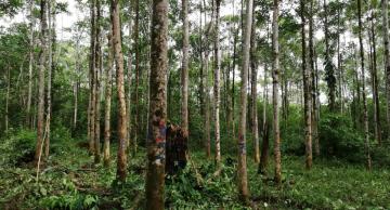 INIA evalúa propiedades tecnológicas de ocho especies forestales de la Amazonía