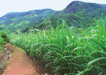 INIA libera nueva variedad de caña de azúcar y una línea de cuy con alto valor genético