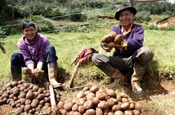 INIA produce más de 300 toneladas de súper semillas de papa con alto valor genético