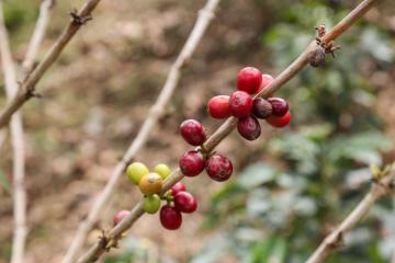 INIA trabaja en la generación de nuevas variedades de café con alto valor genético y tolerantes a la roya amarilla