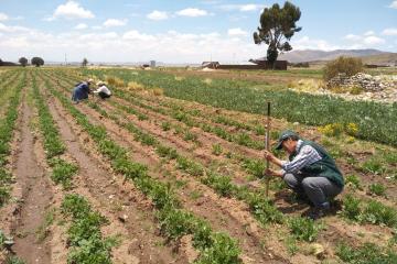 Instalarán 60.797 hectáreas de pastos cultivados en la campaña 2019/2020