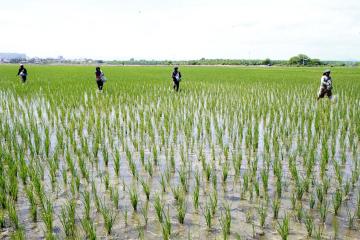 Inversión en cultivo de arroz en Perú alcanza los S/ 3.600 millones en la presente campaña