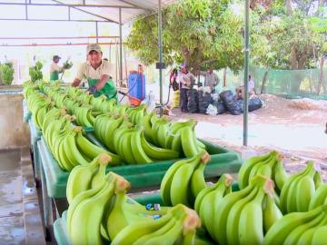 Invertirán S/ 7.6 millones en reconversión productiva agropecuaria para impulsar cultivos de espárragos y banano orgánico