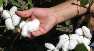 Investigadoras de Perú fortalecen conocimientos en sistemas integrados de producción de algodón