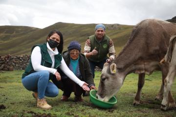 Junín: Ganaderos de la comunidad San Juan de Ondores mejoran producción de leche