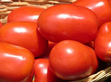 Junio: exportaciones de tomate crecen y alcanzan  955 toneladas