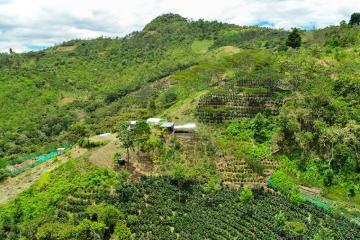 La importancia de los sistemas agroforestales