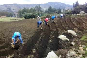 La Libertad: agricultores de Otuzco estiman producir 24.000 kilos de papa