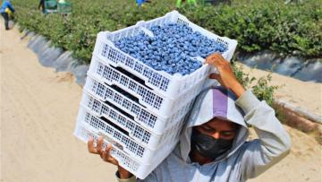 La Libertad exportó US$ 2.640 millones y crece 15.2 % en el primer semestre de 2025