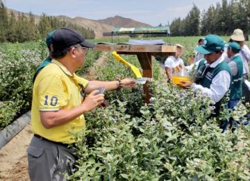 La Libertad será sostenible con erradicación de las moscas de la fruta