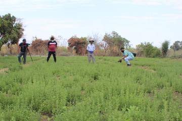 Lambayeque: primer conteiner de orégano orgánico del distrito de Salas rumbo Estados Unidos