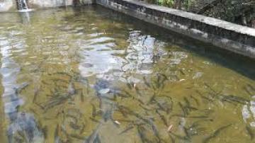 Lambayeque produce su primera tonelada de paiche en piscigranjas