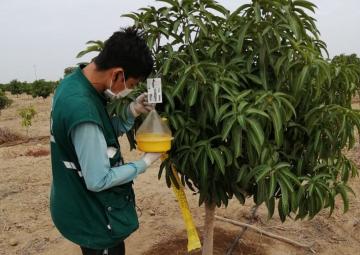 Lambayeque: Vigilancia fitosanitaria de mosca de la fruta para proteger la producción hortofrutícola