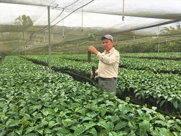 Lanzarán en Perú programa MOCCA que busca promover sistemas de mercado de café y cacao duraderos, inclusivos y prósperos