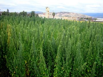 Liberan nueva variedad de quinua de alta calidad y productividad