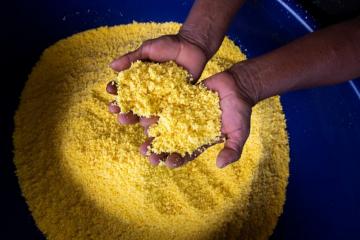 Madres nativas de Loreto salen adelante con cultivo de yuca para elaboración de fariña