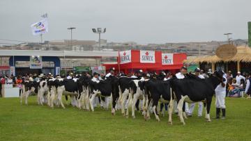 Mañana se inicia la VIII Feria Nacional de Ganado Lechero Holstein y Brown Swiss