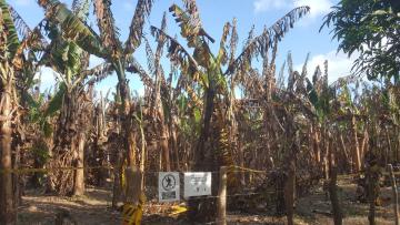 Marchitez causada por Fusarium raza 4 tropical es considerada entre las 10 enfermedades más importantes en la historia de la agricultura