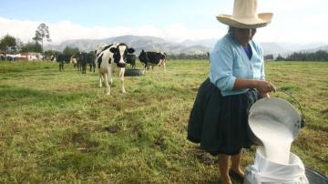 Más de 1 millón de litros de leche de vaca por día corren peligro de ser desechados al no ser recogidos  por las industrias lácteas por paro de transportistas