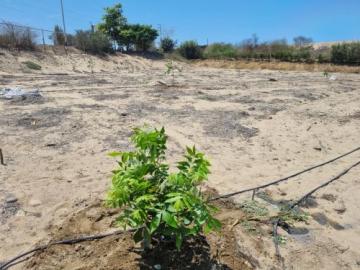 Más de 10.000 agricultores del valle de Virú incursionan en el cultivo pecana