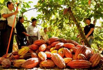 Más de 20 asociaciones de pequeños y medianos cacaoteros participarán en rueda virtual de negocios del Salón del Cacao y Chocolate 2020