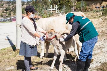 Más de ocho millones de animales de crianza fueron vacunados en los últimos 12 meses