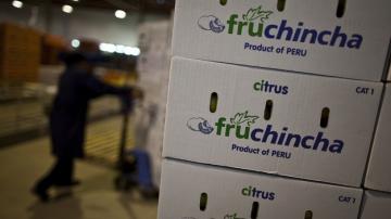 "Más volumen, menos precio: la campaña de palta peruana enfrenta su pico bajo presión"
