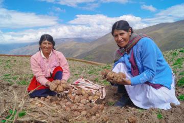 Mejorarán agricultura familiar basada en la papa