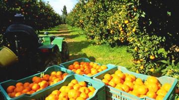 Menos pedidos de plantones de cítricos a viveros adelantan estancamiento de la producción