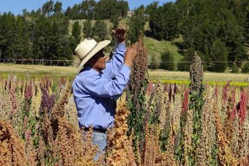 Mercado chino crea mucha expectativa para la quinua peruana