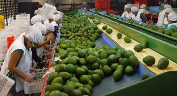 Mercados de destinos de la palta peruana se duplicaron en los últimos 10 años