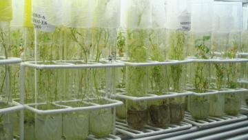 Midagri liderará cita mundial sobre semillas y seguridad alimentaria - TIRFAA 2025