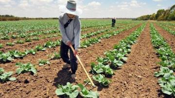 Midagri: Sector agropecuario creció 1.3% durante el 2020