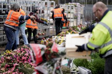 Millones de flores son destruidas cada día en Holanda debido al coronavirus