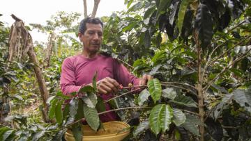 Minagri inició encuesta a productores cafetaleros