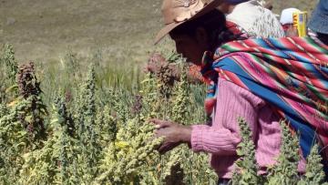 Minagri protege más de 1.500 variedades de cultivos nativos en dos zonas de agrobiodiversidad