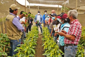 Mujeres, universitarios y emprendedores se capacitan en cultivo de palto en Áncash