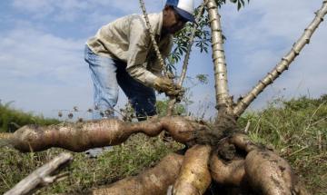 Multinacional de Estados Unidos impulsa la  compra de yuca en Colombia para procesos industriales