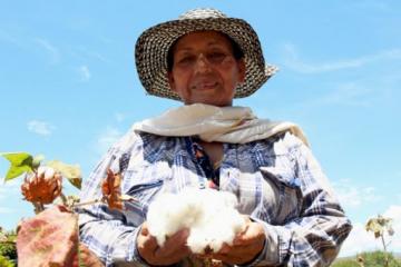 No menos de 8.400 familias cultivan algodón en nuestro país