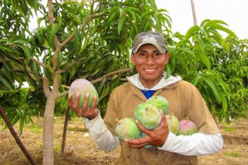 Nueve regiones estarán libres de mosca de la fruta al 2023